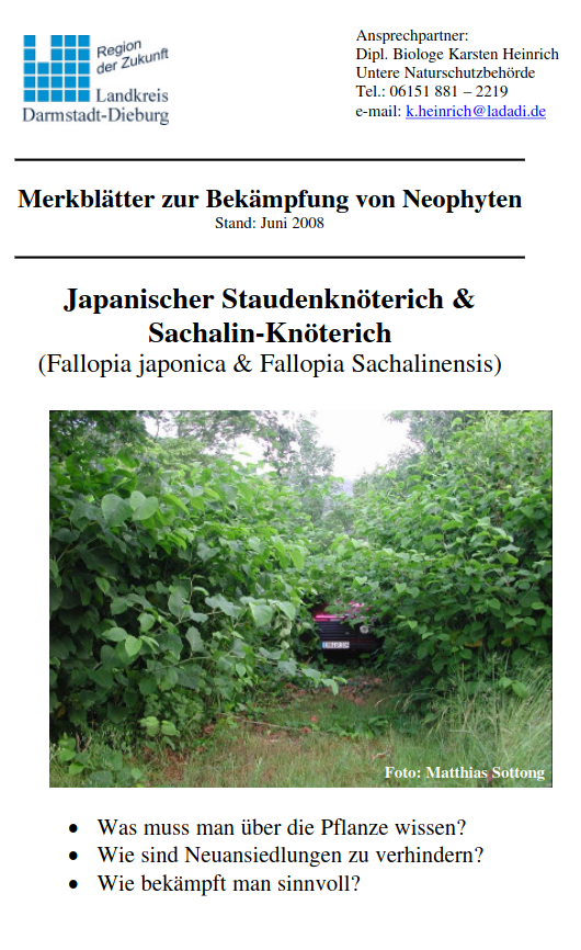 Merkblatt Japanischer Staudenknöterich & Sachalin-Knöterich
