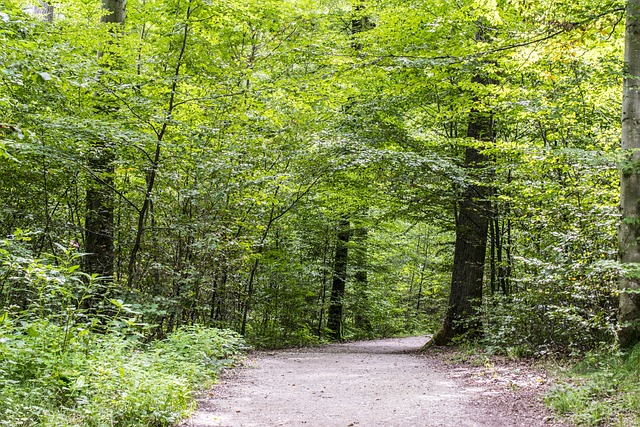 Waldweg