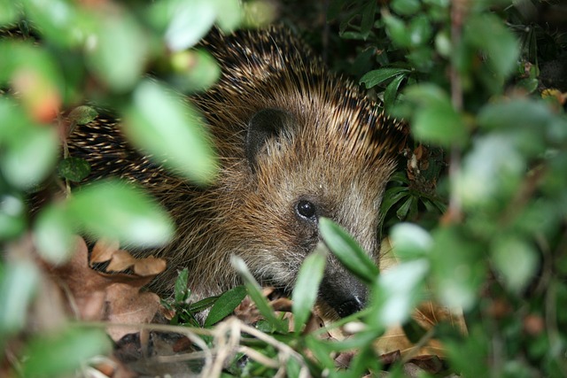 Igel im Gebüsch