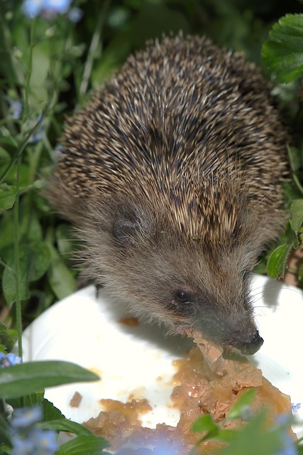 Igel frisst aus einem Napf